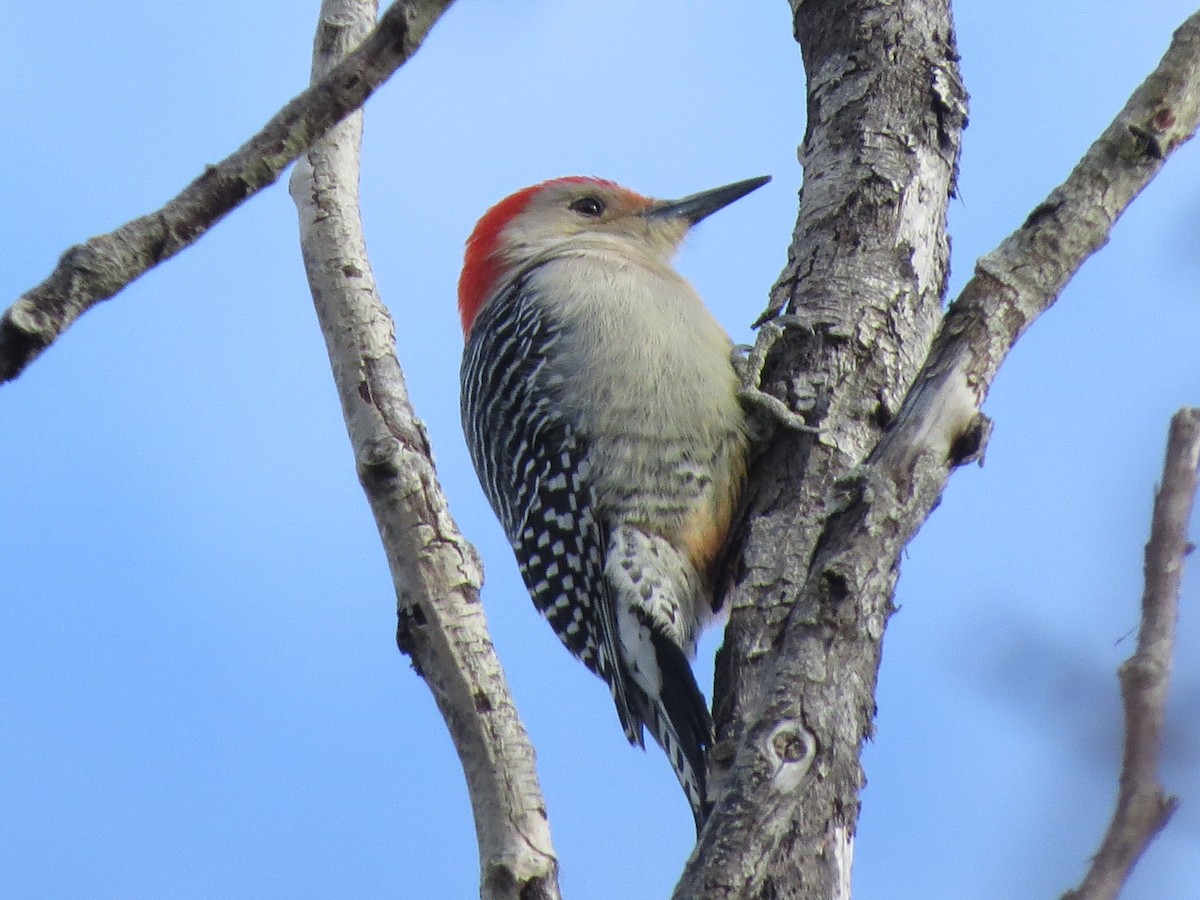 Red-bellied Woodpecker - Tristan Lowery