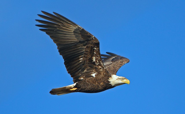 Fourth or fifth basic ventral view (subspecies <em>washingtoniensis</em>). - Bald Eagle - 