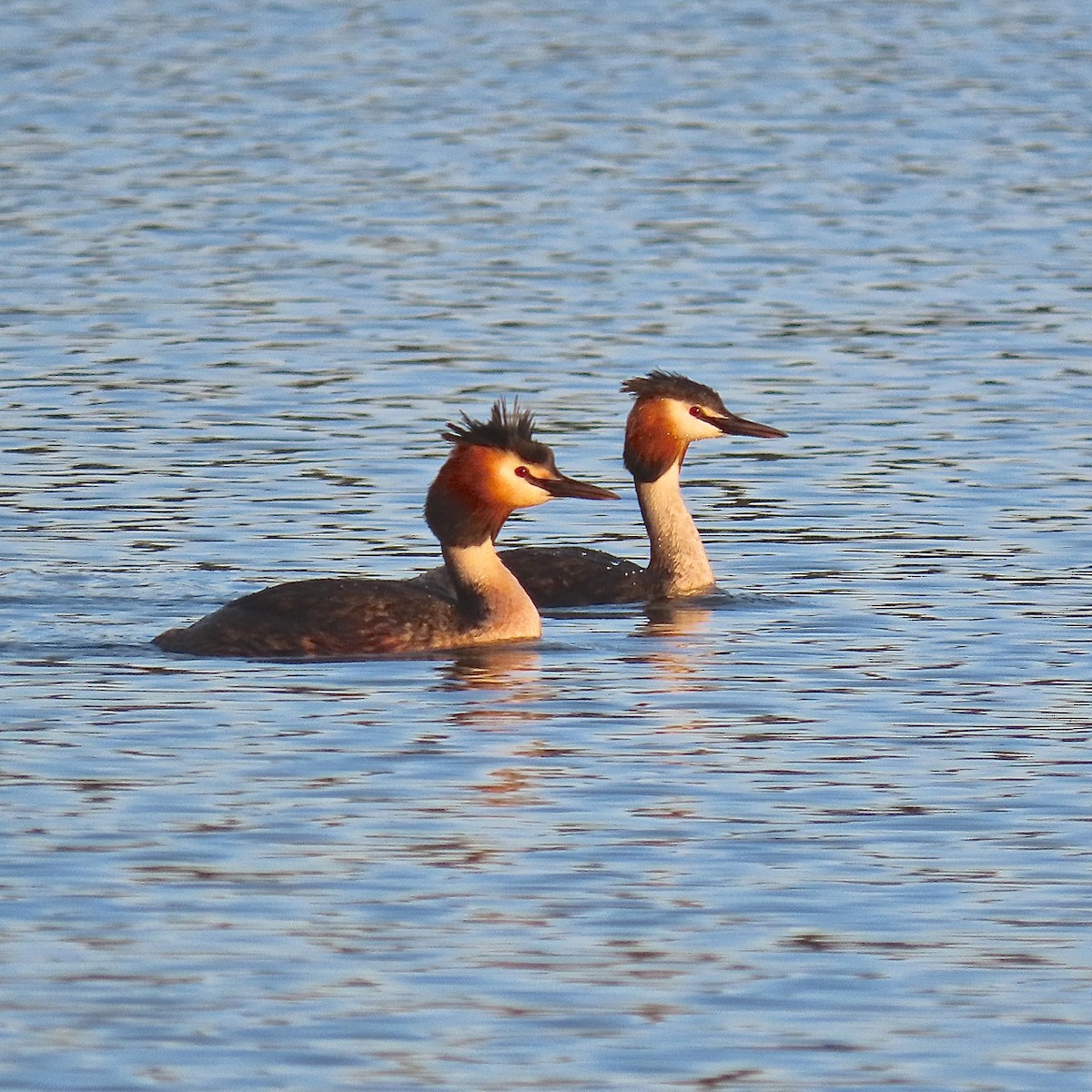 Great Crested Grebe - ML240780981