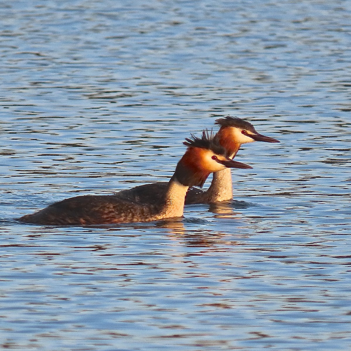 Great Crested Grebe - ML240780991