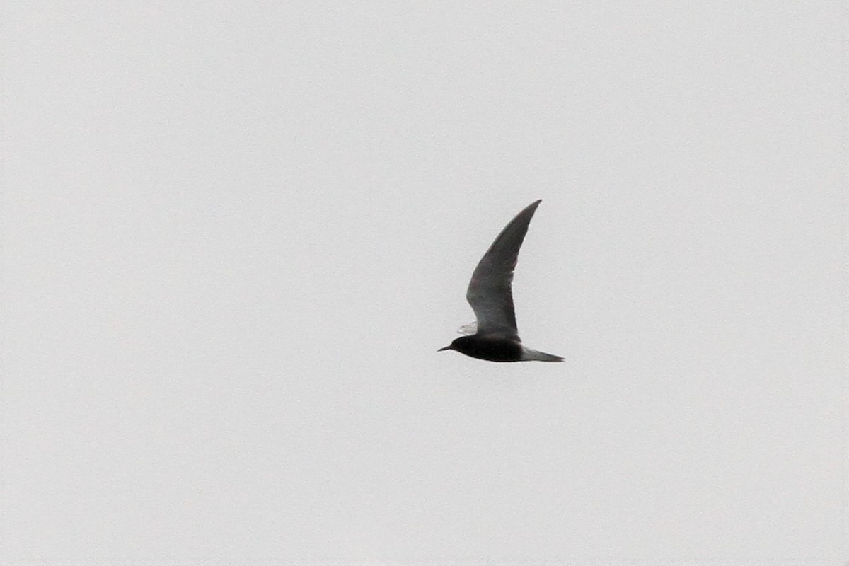 Black Tern - Garth V. Riley