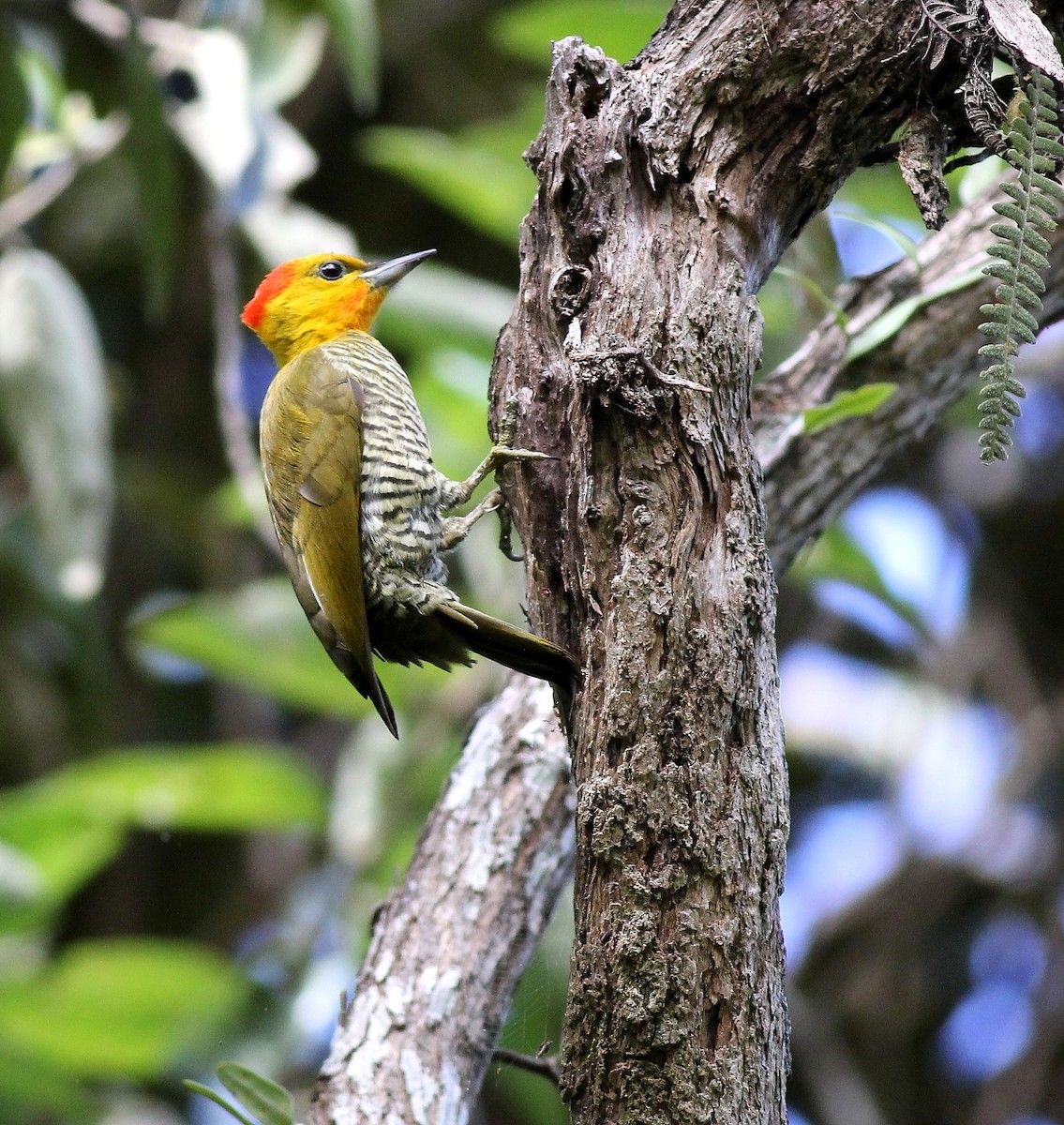 Yellow-throated Woodpecker - Jason Leifester