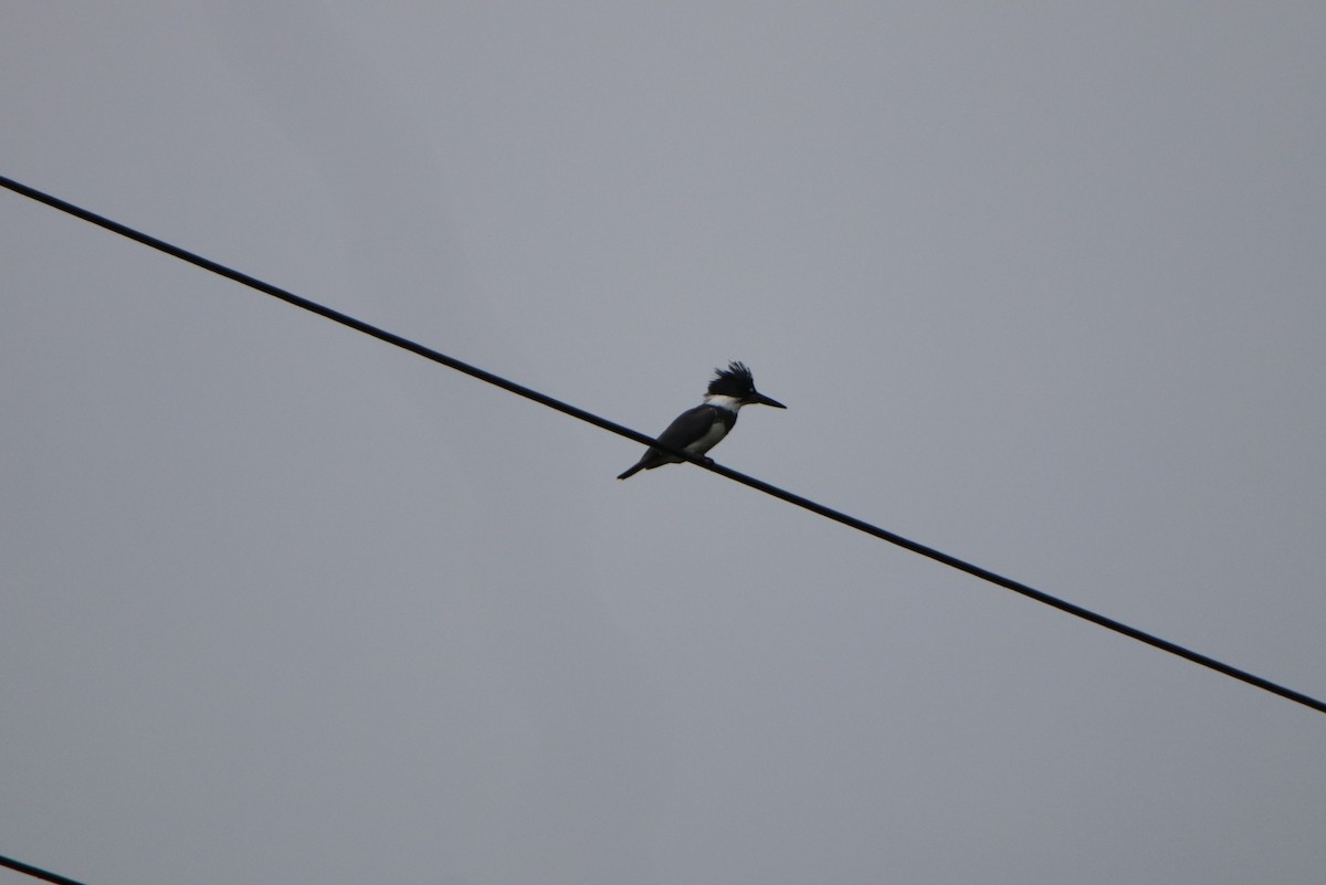 Belted Kingfisher - ML240784741