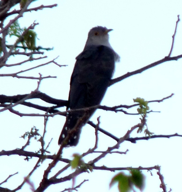 Madagascar Cuckoo - David Bree