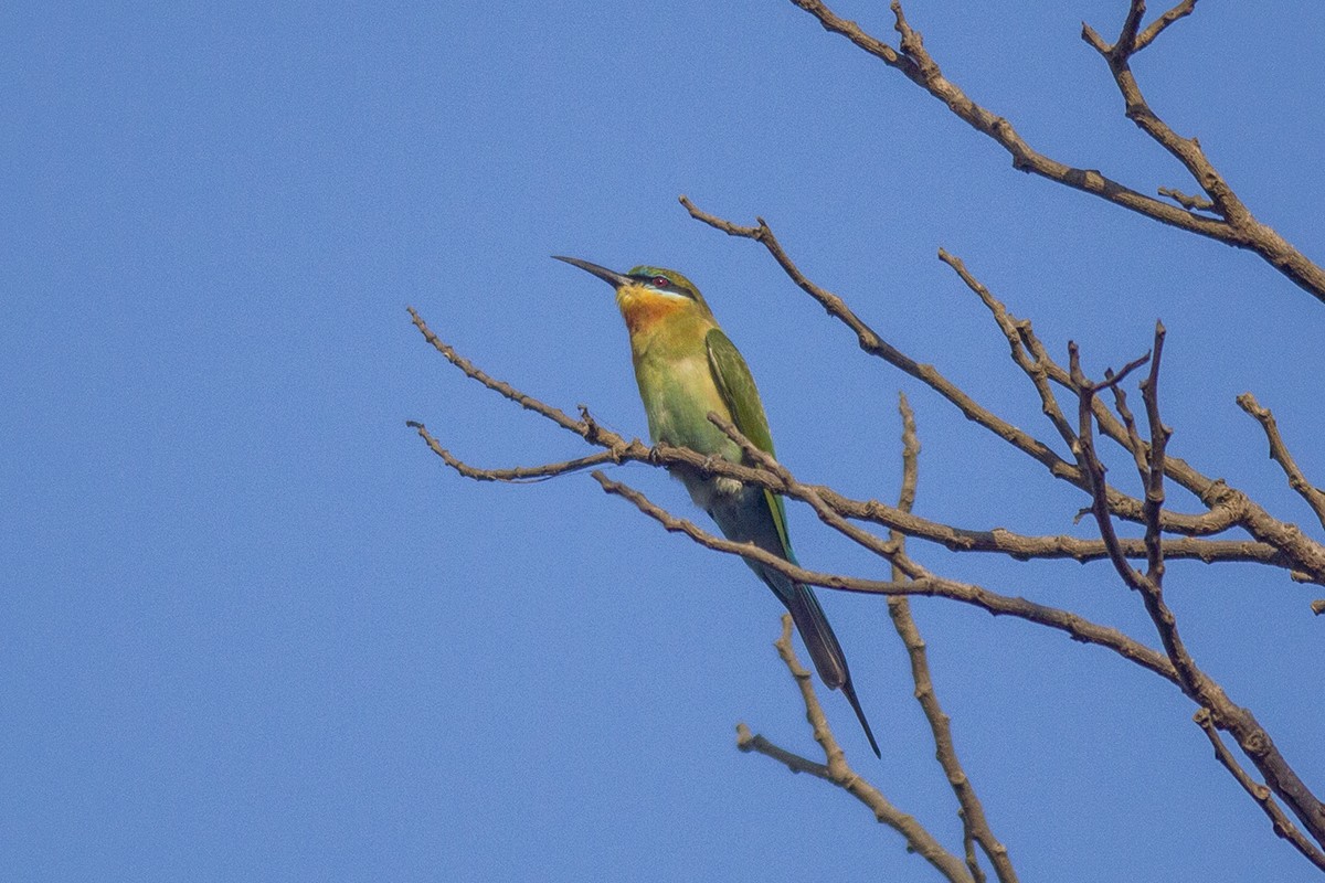 Blue-tailed Bee-eater - Vaidehi  Gunjal