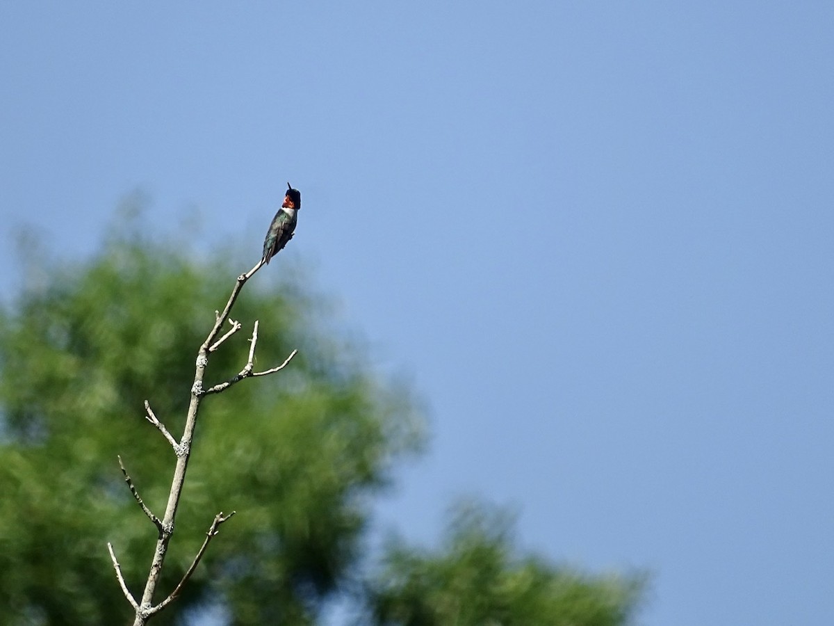 Ruby-throated Hummingbird - ML240788391