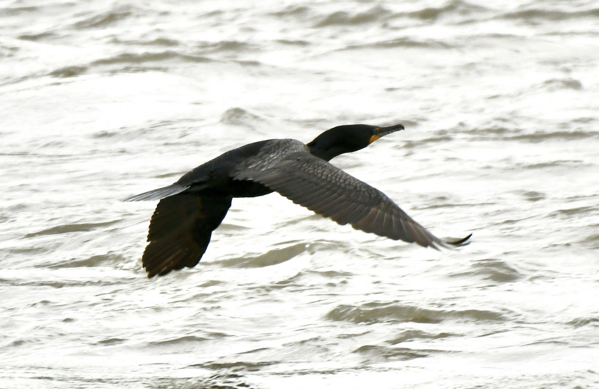 Double-crested Cormorant - David Campbell