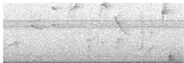 Olivgrau-Ameisenvogel - ML240790151