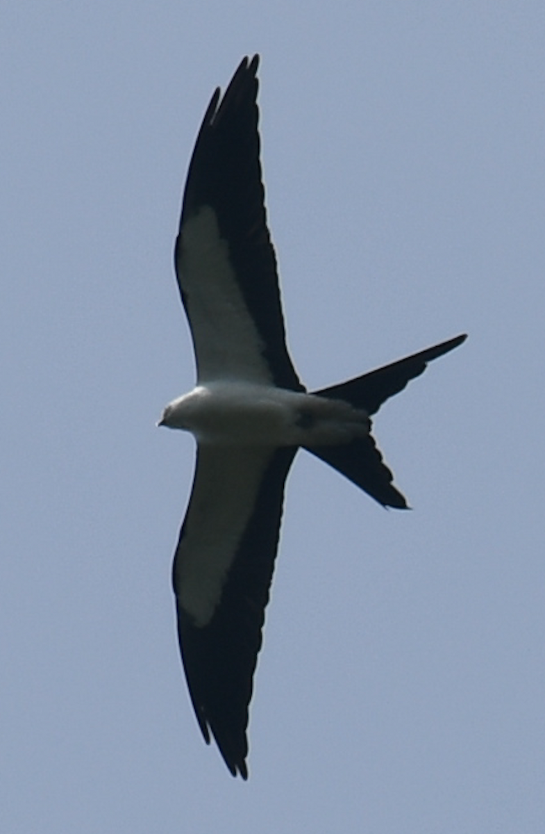Swallow-tailed Kite - Charlie Bostwick