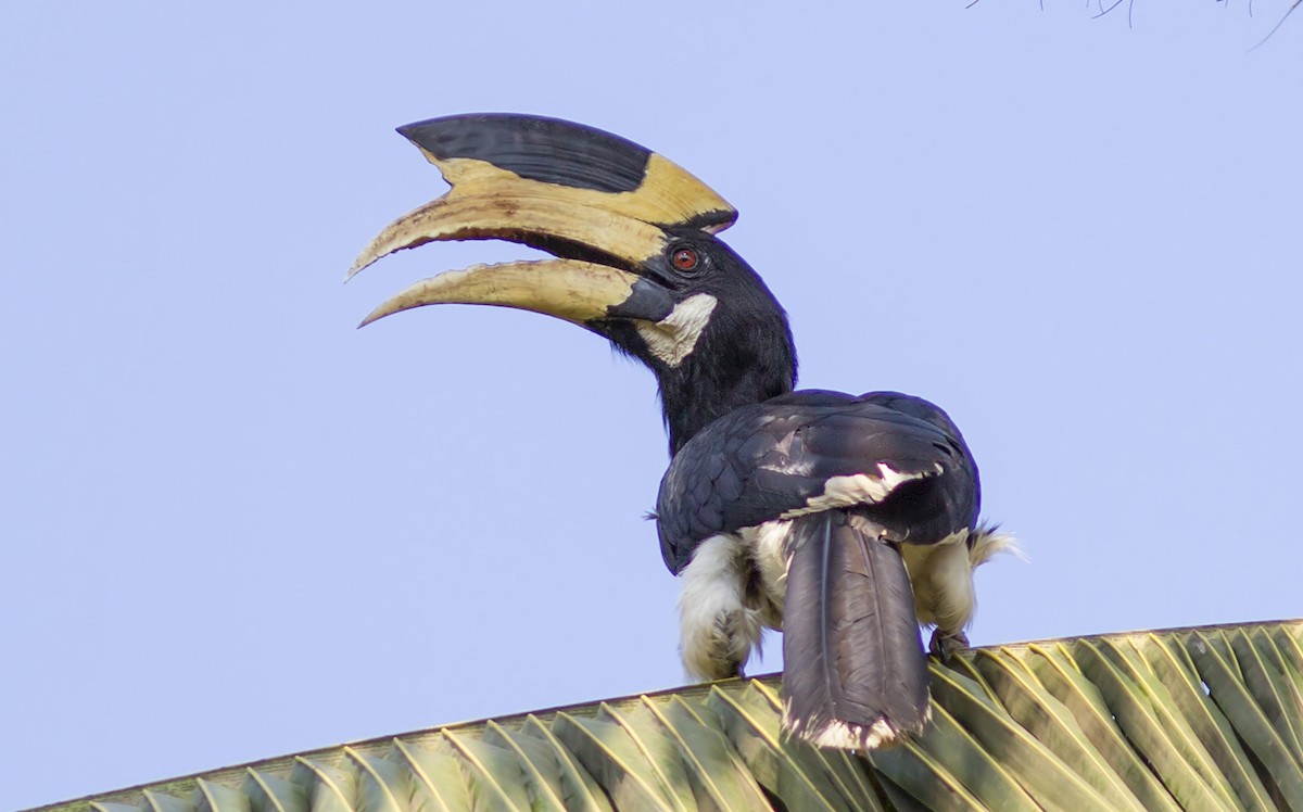 Malabar Pied-Hornbill - Parag Kokane