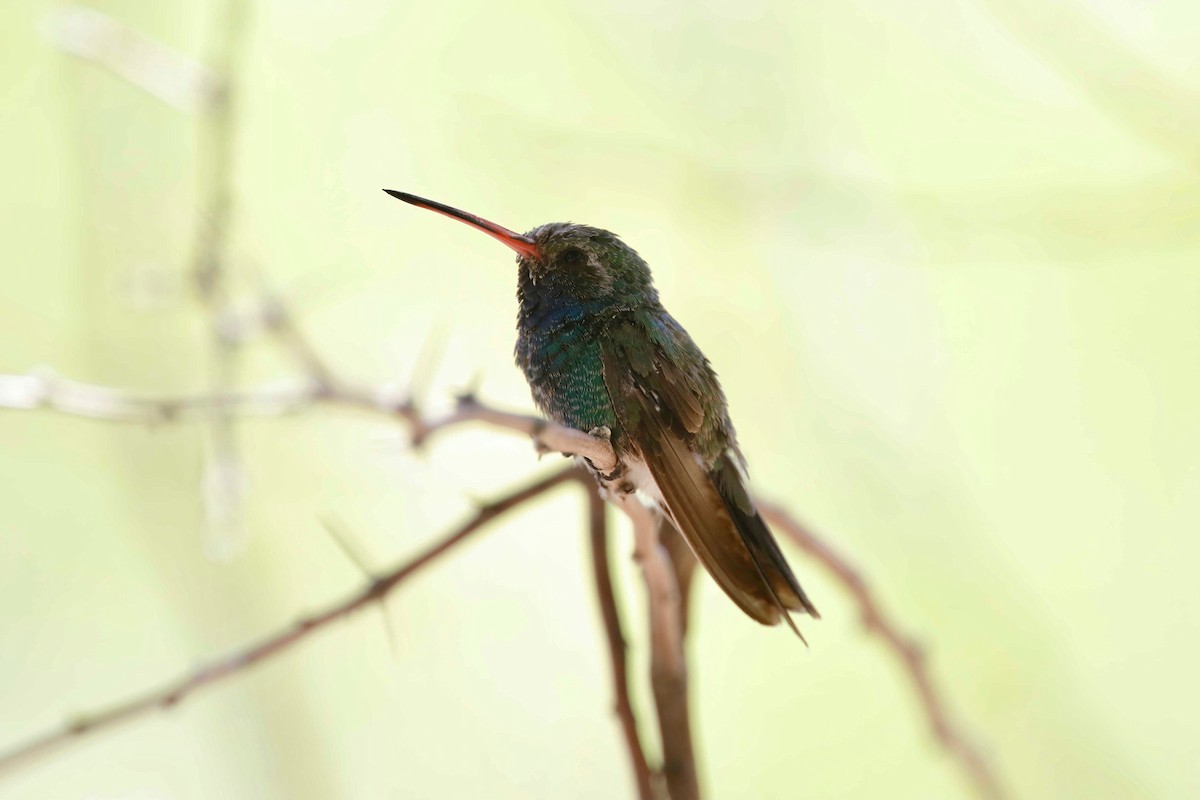 Broad-billed Hummingbird - ML240796951