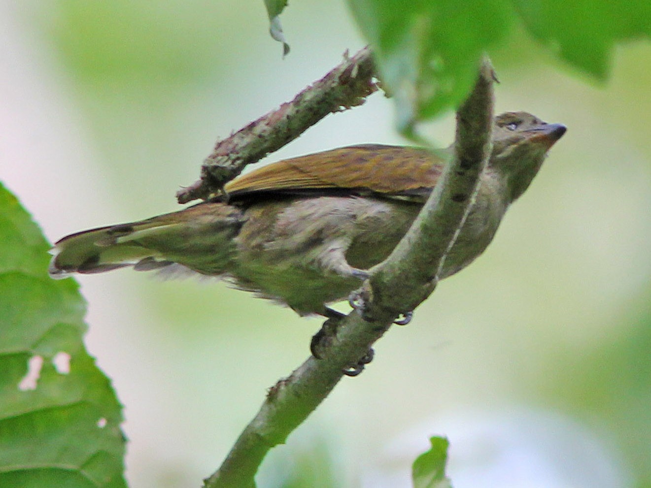 Least Honeyguide - eBird