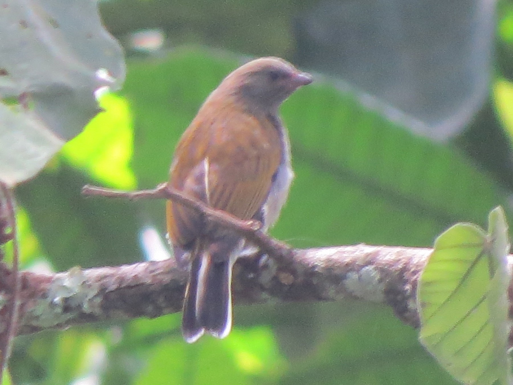 Least Honeyguide - eBird