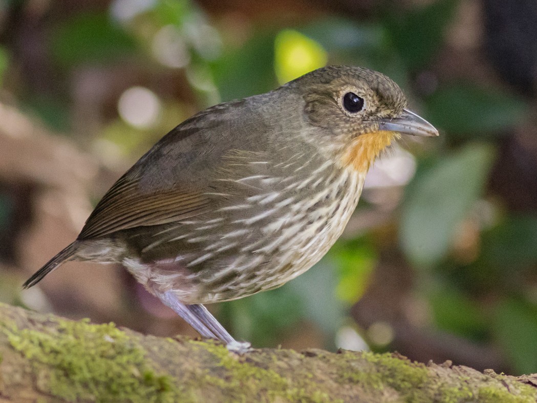 Santa Marta Antpitta - Tom Johnson