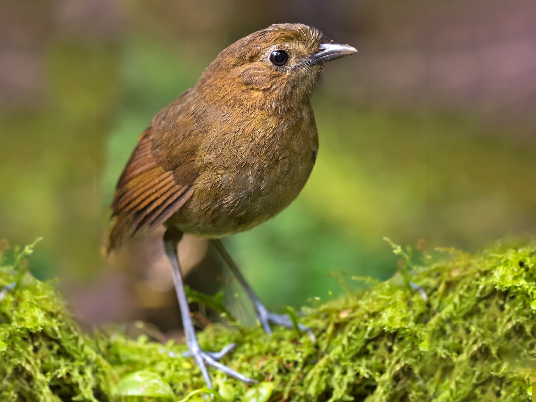 Brown-banded Antpitta - Luis  Agudelo