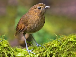  - Brown-banded Antpitta