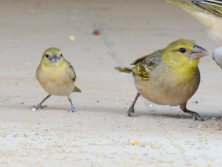 Little Weaver - eBird