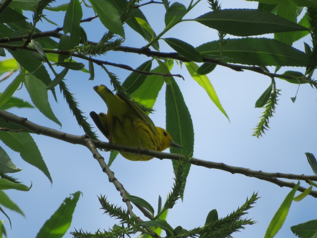 Yellow Warbler - ML240806951