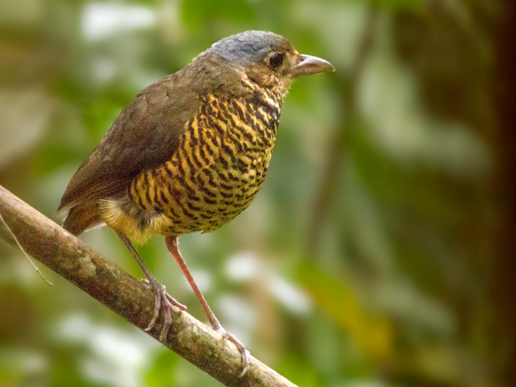 Great Antpitta - eBird