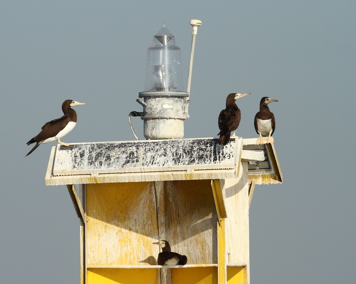 Brown Booby - ML240809251