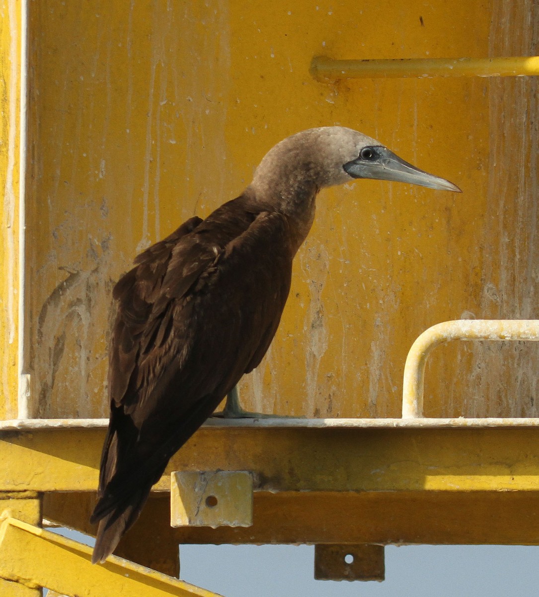 Brown Booby (Brewster's) - ML240810541