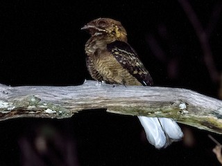 นกเต็มวัย (Black-shouldered) - Shailesh Pinto - ML240811191