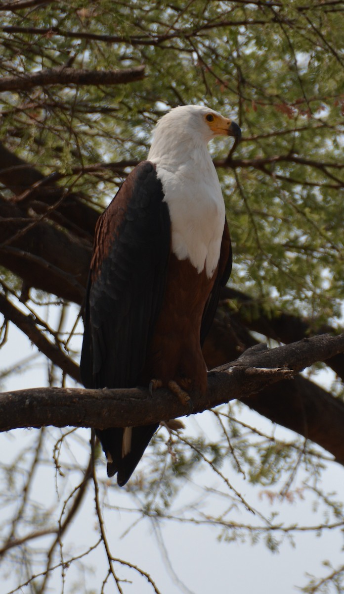 African Fish-Eagle - Zachary Arnold