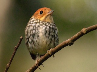  - Scallop-breasted Antpitta