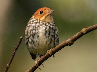  - Jhonathan Miranda - Wandering Venezuela Birding Expeditions - ML240813361