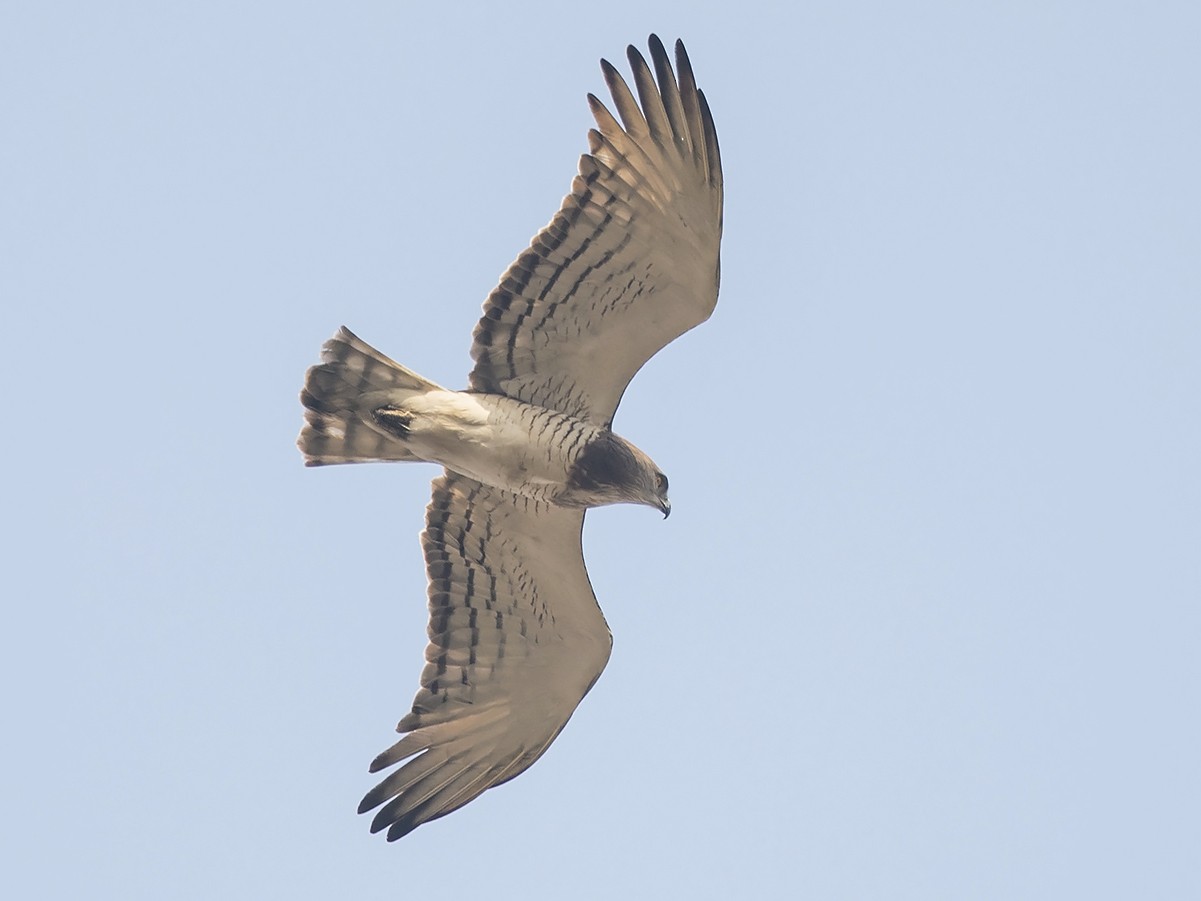 Beaudouin's Snake-Eagle - Niall D Perrins