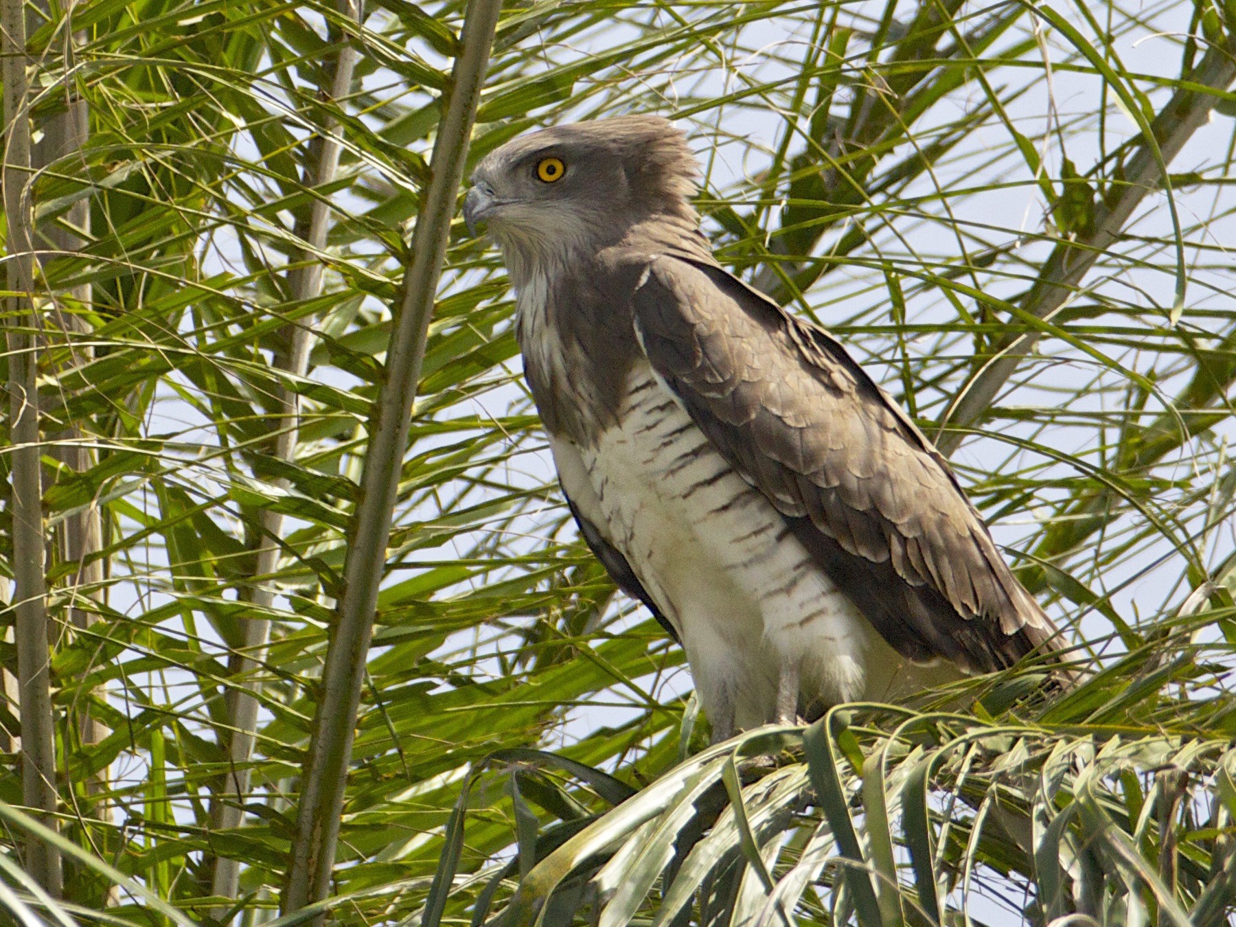 Beaudouin's Snake-Eagle - Eric Barnes