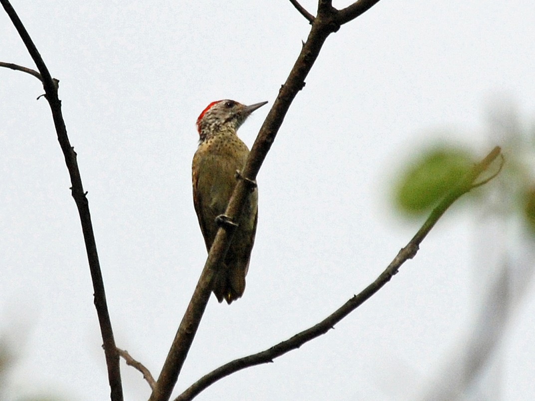 Speckle-breasted Woodpecker - Nigel Voaden