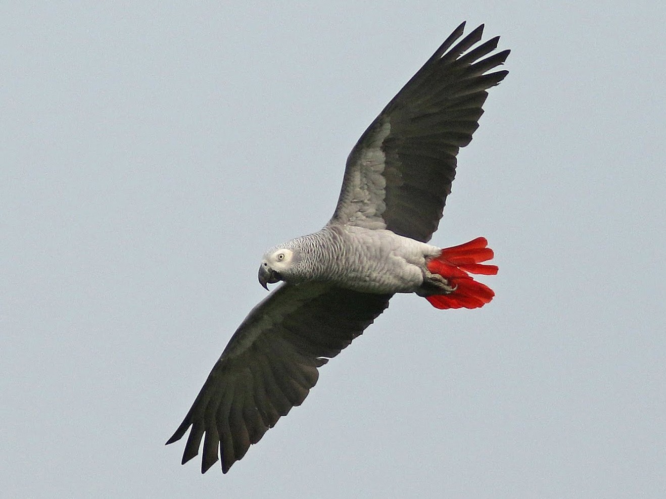 african grey parrot