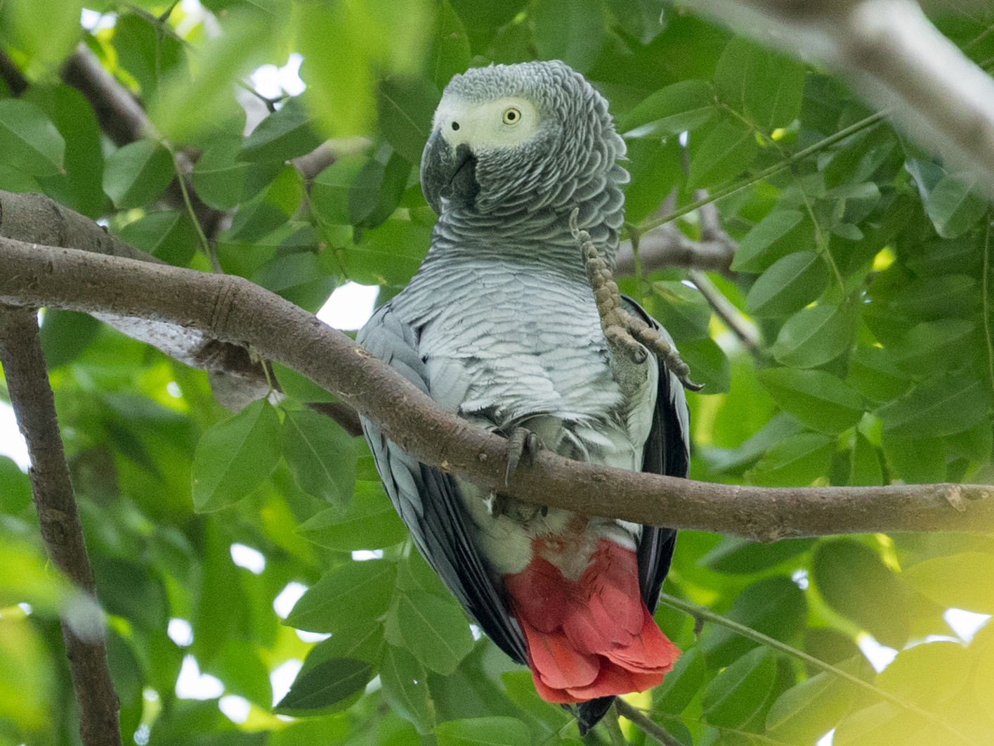 Gray Parrot - Ian Davies