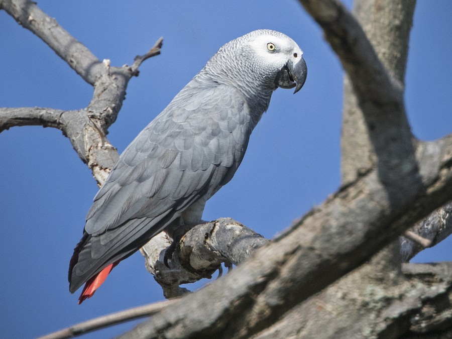 african grey parrot