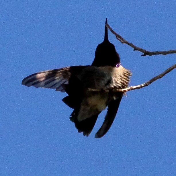 Black-chinned Hummingbird - ML240820261
