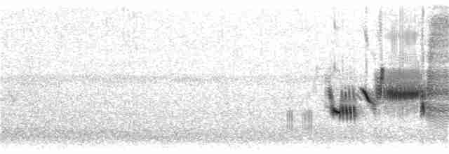 Приморская овсянка-барсучок - ML240825281