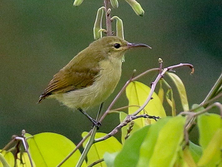 Little Green Sunbird - eBird