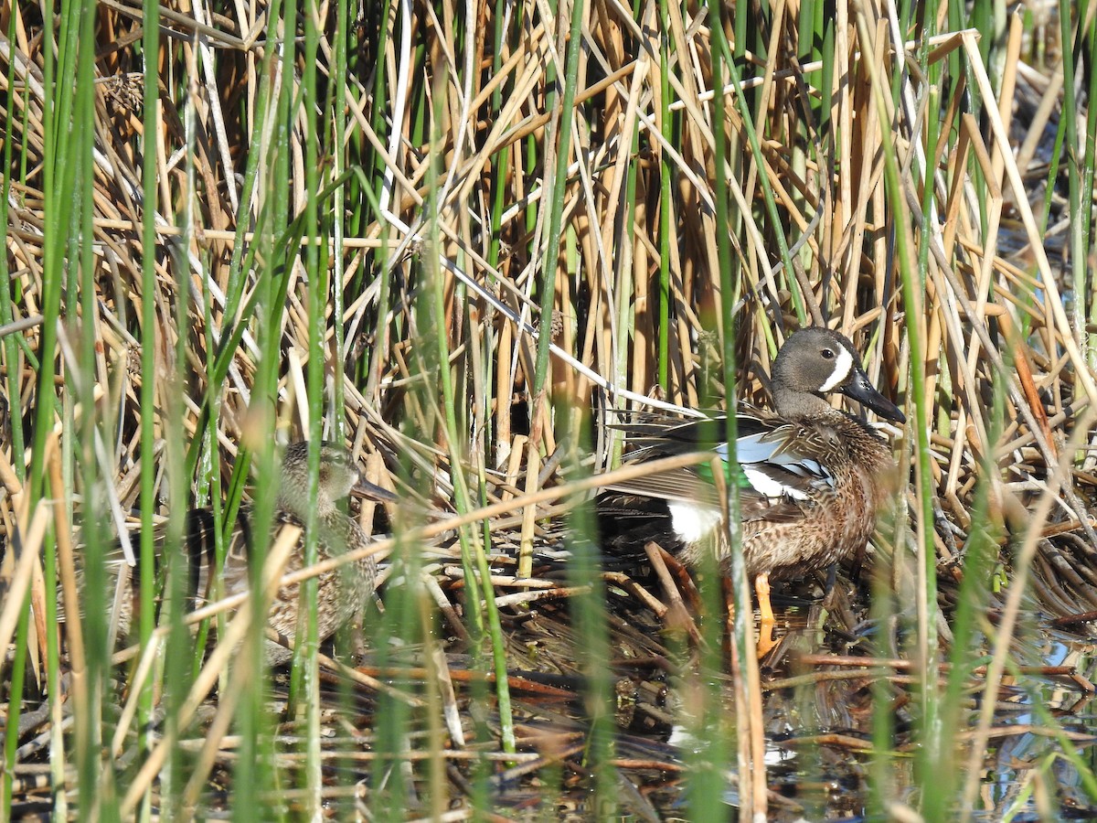 Blue-winged Teal - ML240830711