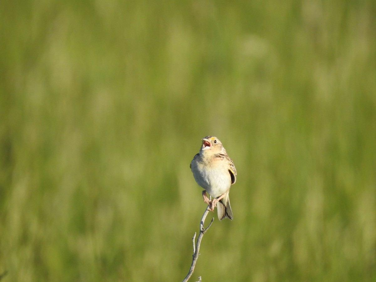 Grasshopper Sparrow - ML240831411