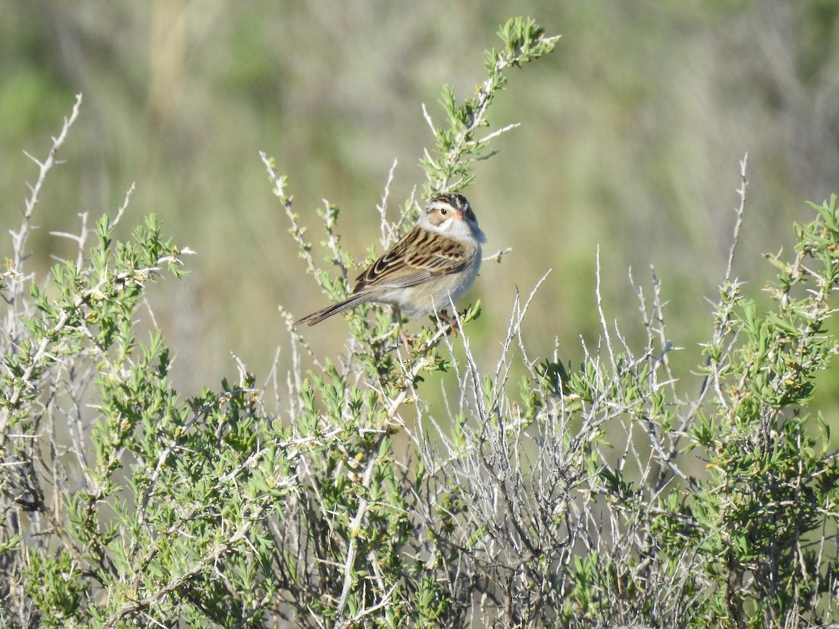 Clay-colored Sparrow - ML240831461