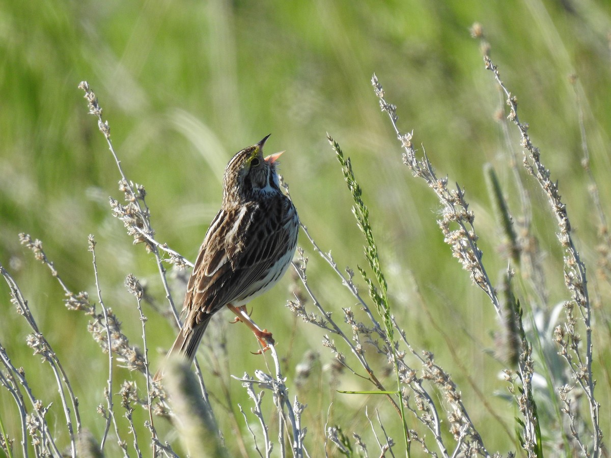 Savannah Sparrow - ML240831561