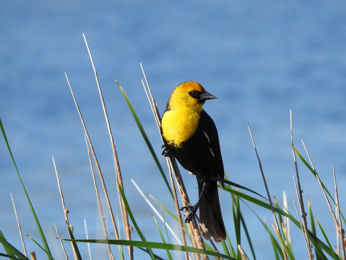 Yellow-headed Blackbird - Grant Hokit