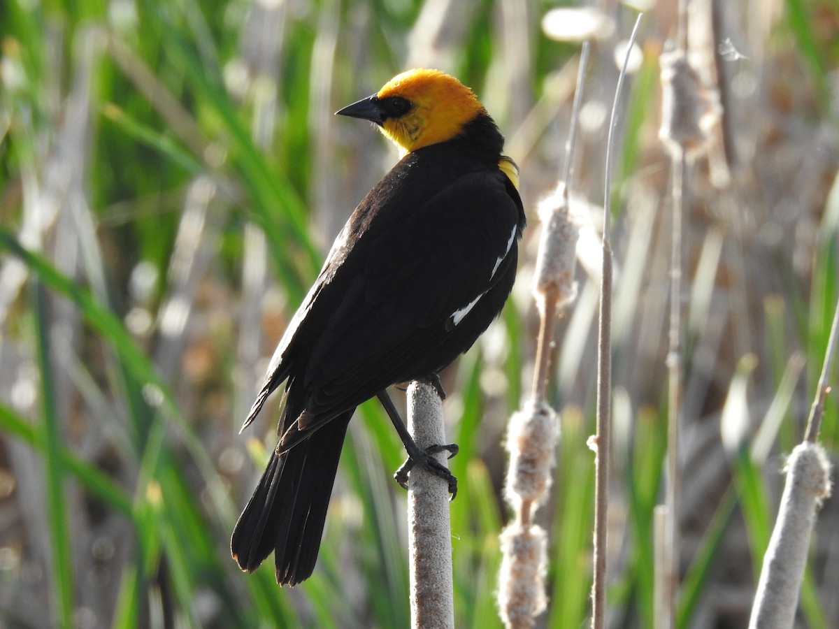 Yellow-headed Blackbird - ML240831691