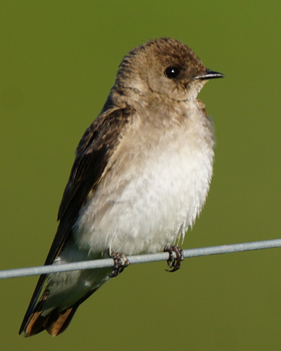 Northern Rough-winged Swallow (Northern) - Dennis Mersky