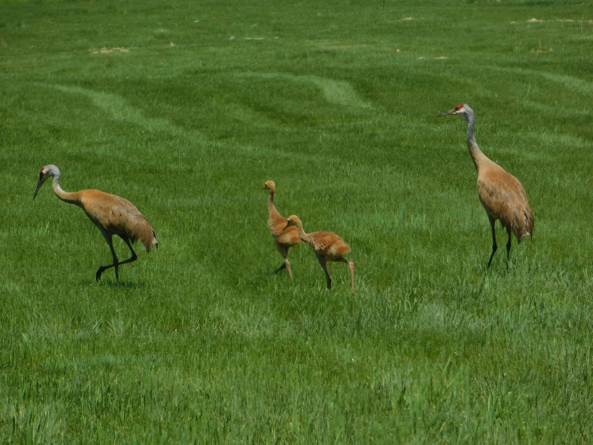 eBird Checklist 3 Jun 2020 Brillion Nature Center 28 species