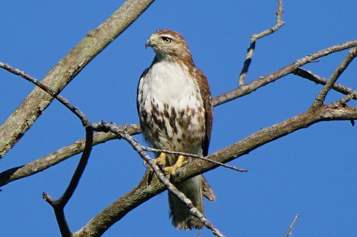 Red-tailed Hawk (borealis) - Dennis Mersky