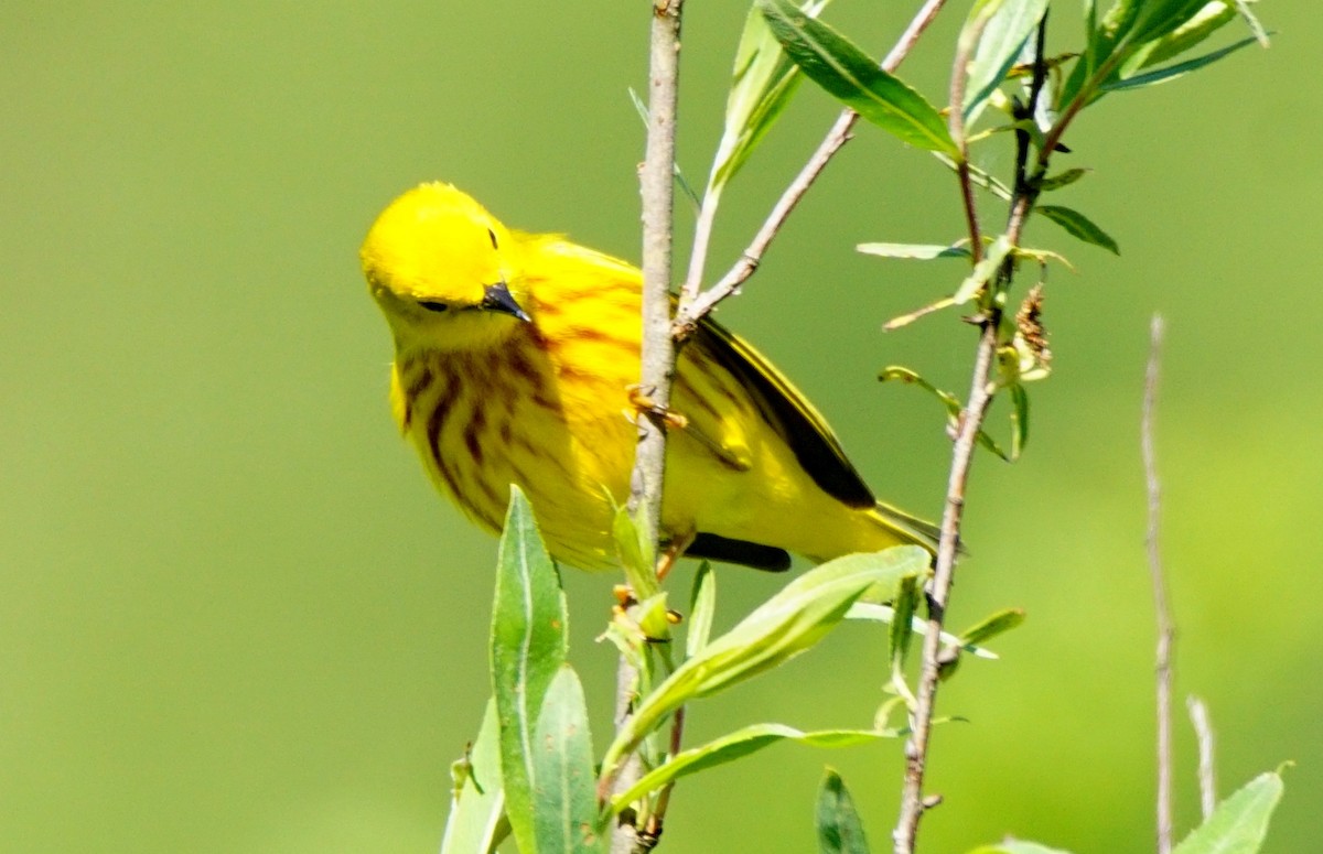 Yellow Warbler (Northern) - Dennis Mersky
