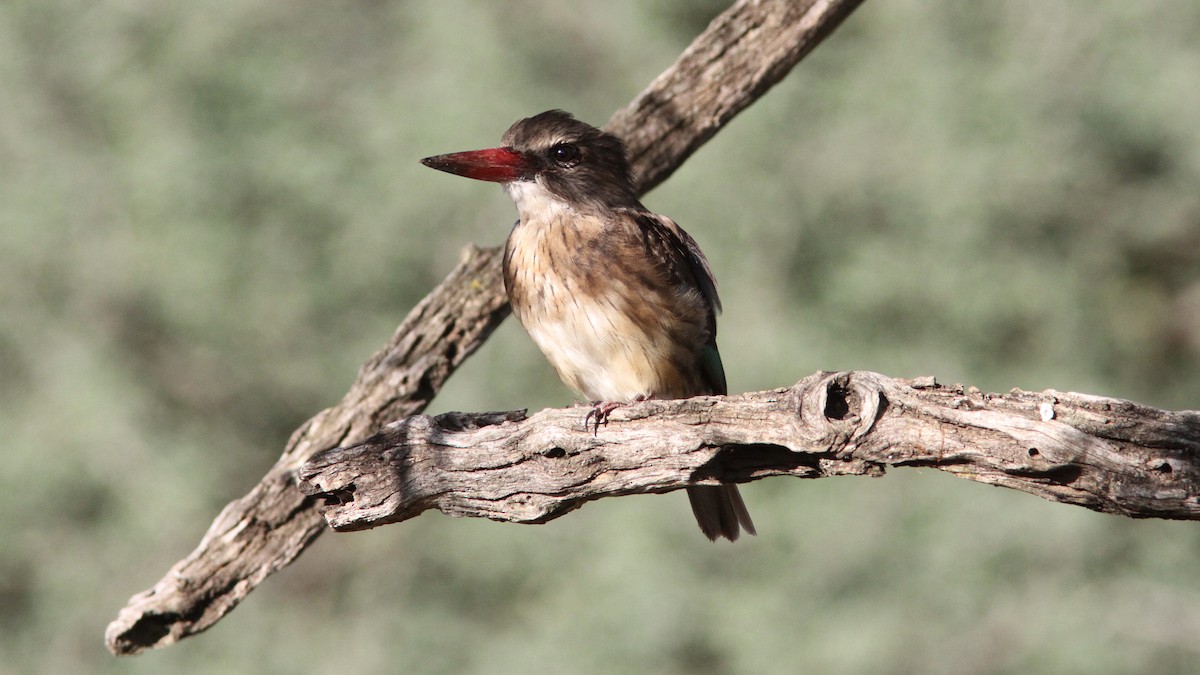 Brown-hooded Kingfisher - ML24083411