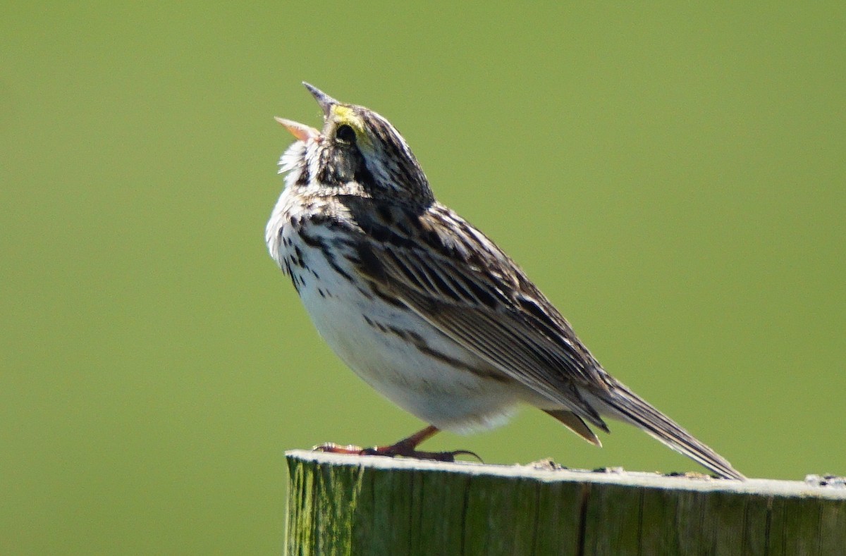 Savannah Sparrow - ML240834721